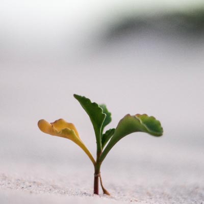 A cocoon turning into a butterfly